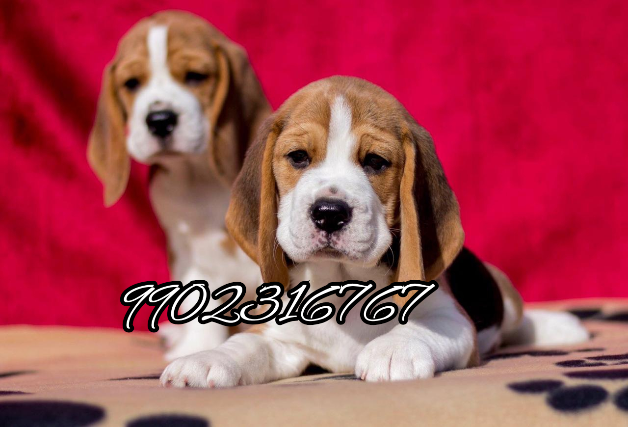 Beagle