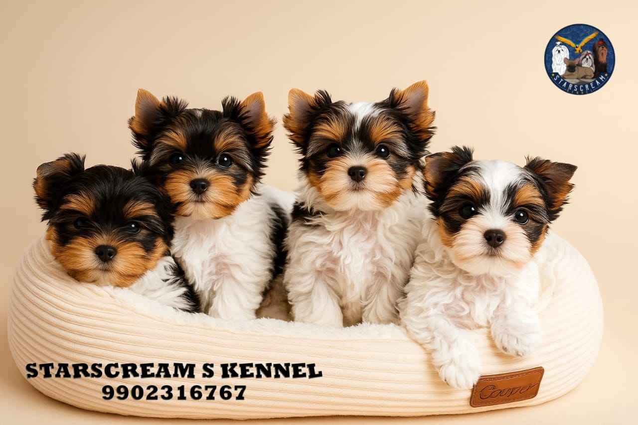 Biewer Terrier