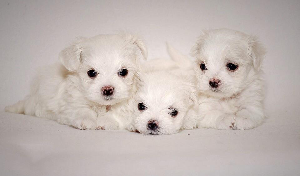 Maltese