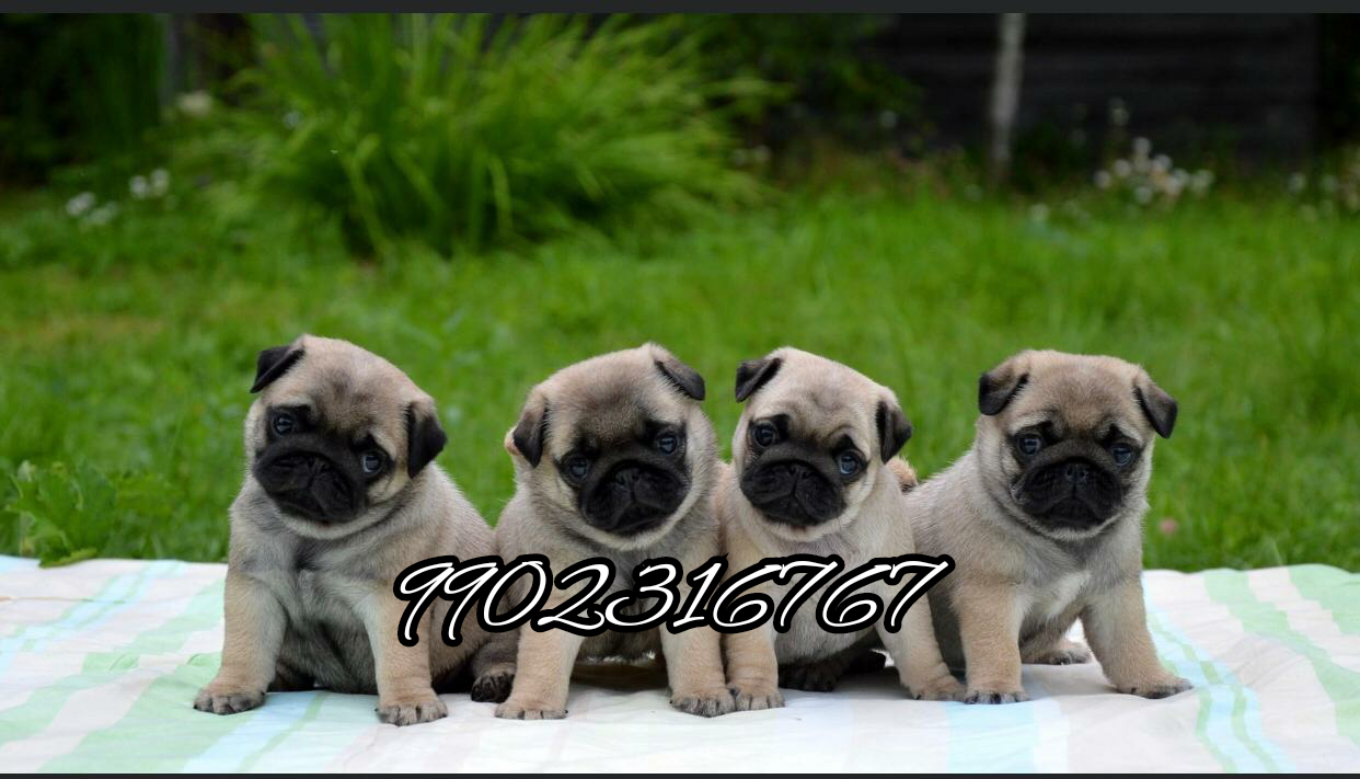 Pug