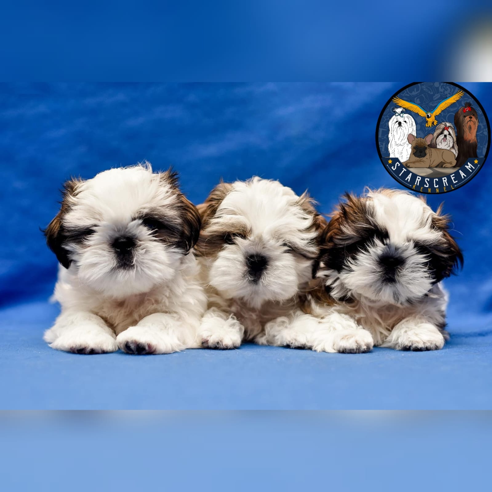 Shih Tzu