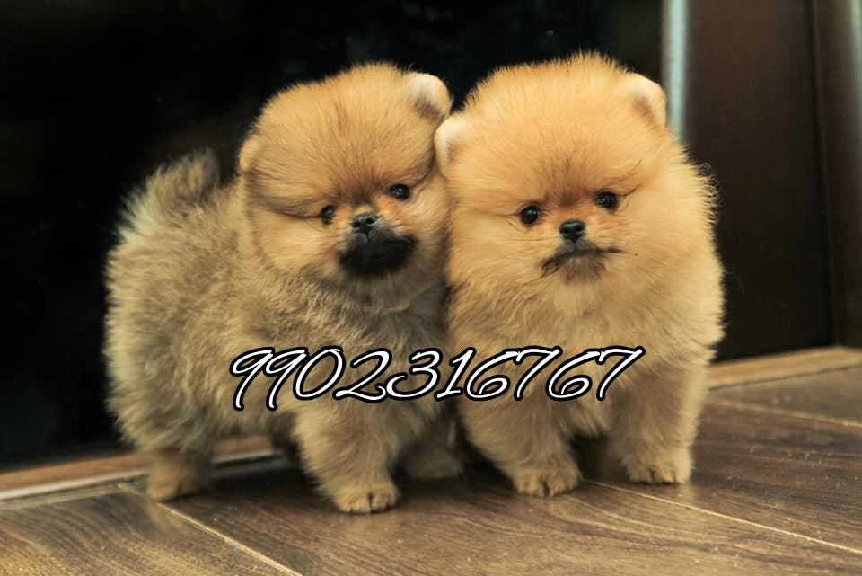 Toy Pom